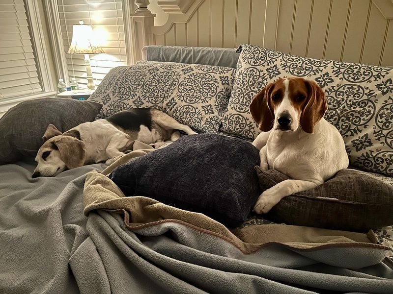 Beagle