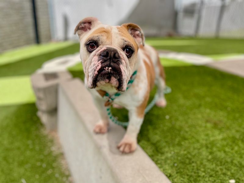 Bulldog