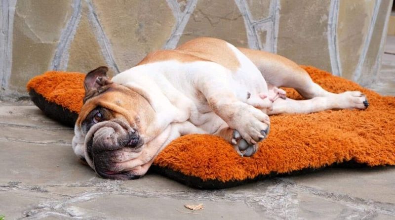 Bulldog