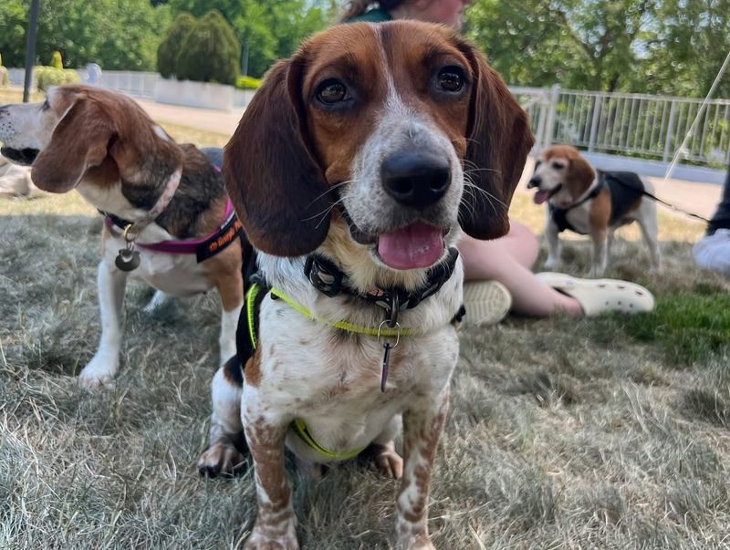 Beagle