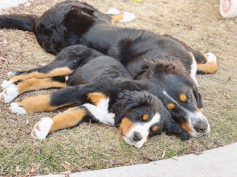 Bernese Mountain Dog