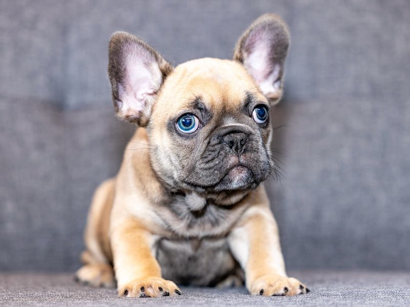 French Bulldog