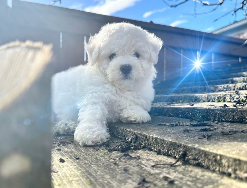 Bichon Frise