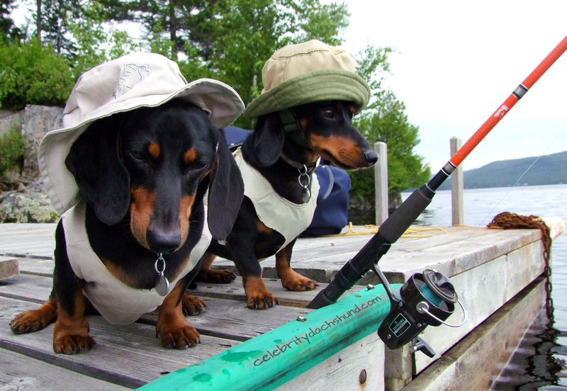 Dachshund