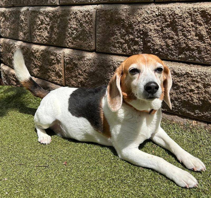 Beagle