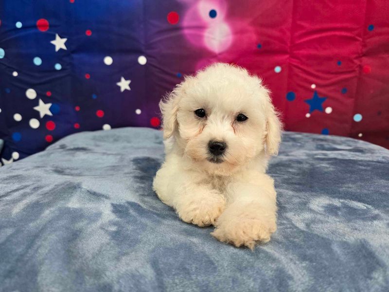 Bichon Frise