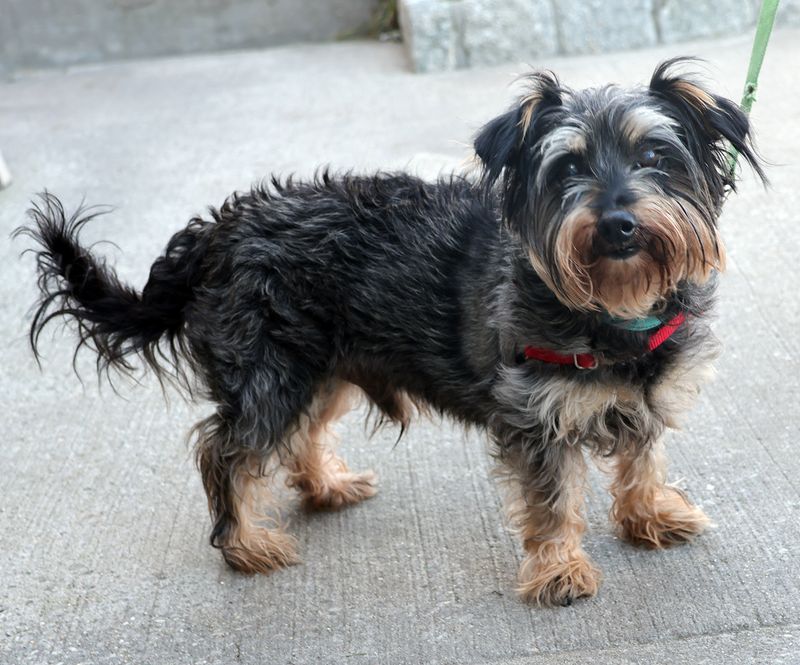 Yorkshire Terrier