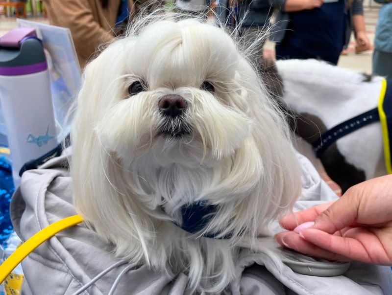 Maltese