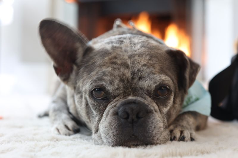 French Bulldog