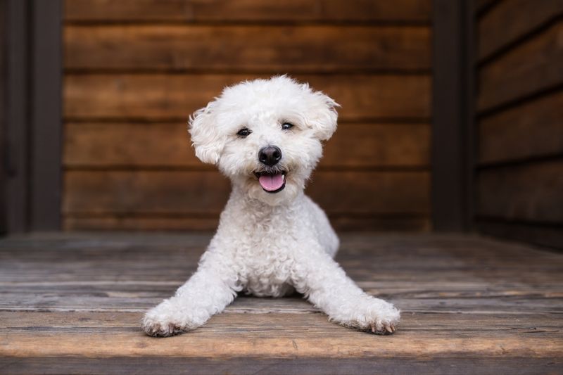 Bichon Frise