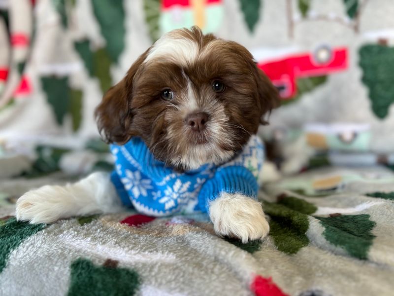 Shih Tzu