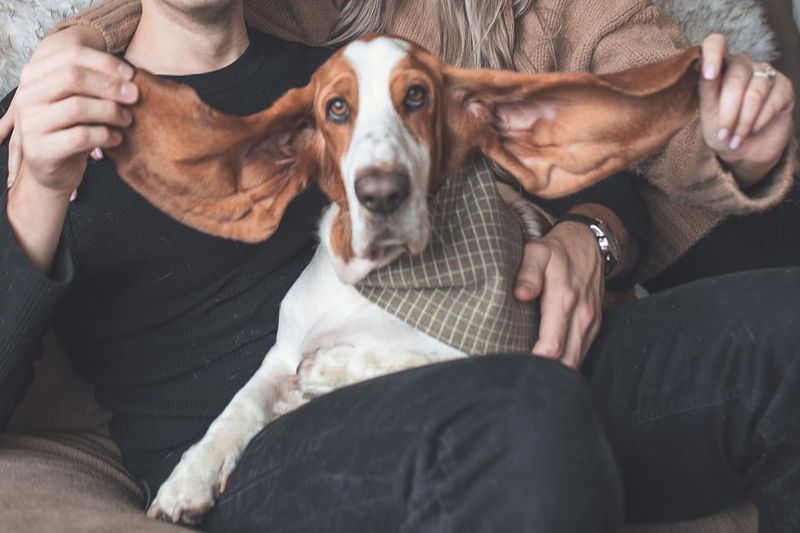Basset Hound