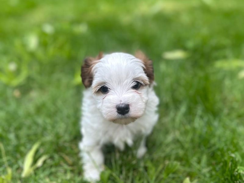 Havanese