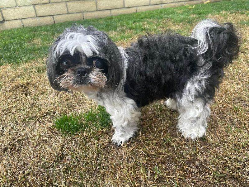 Shih Tzu