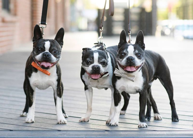 Boston Terrier