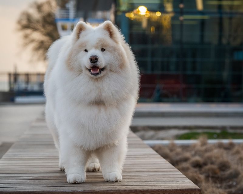 Samoyed