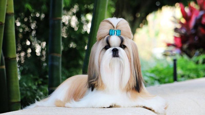 Shih Tzu