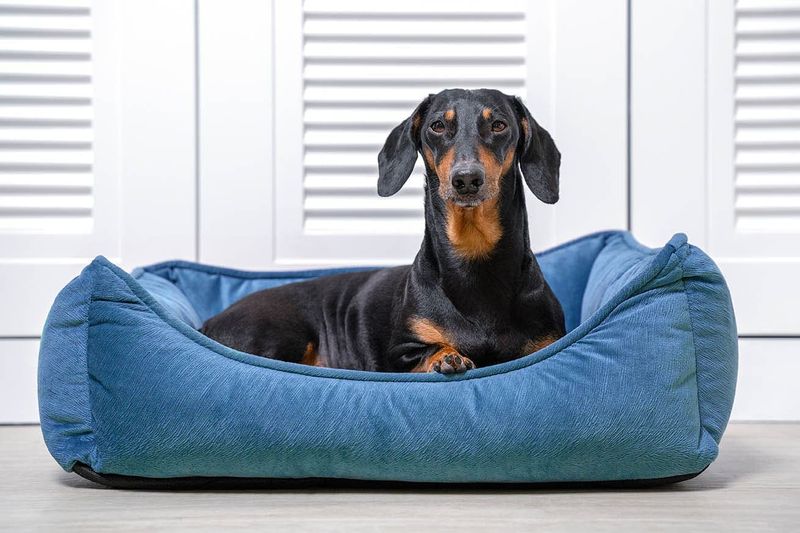 Dachshund