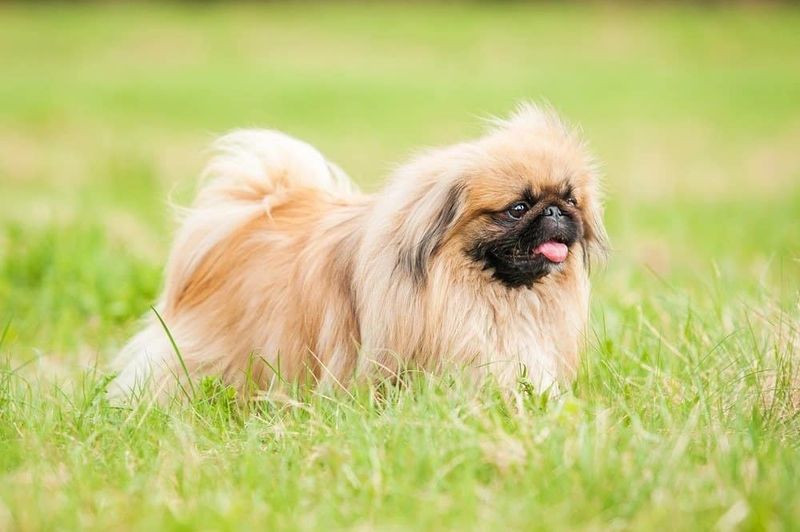 Pekingese
