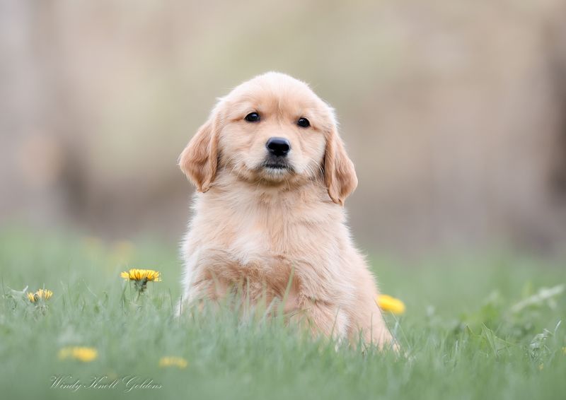 Golden Retriever