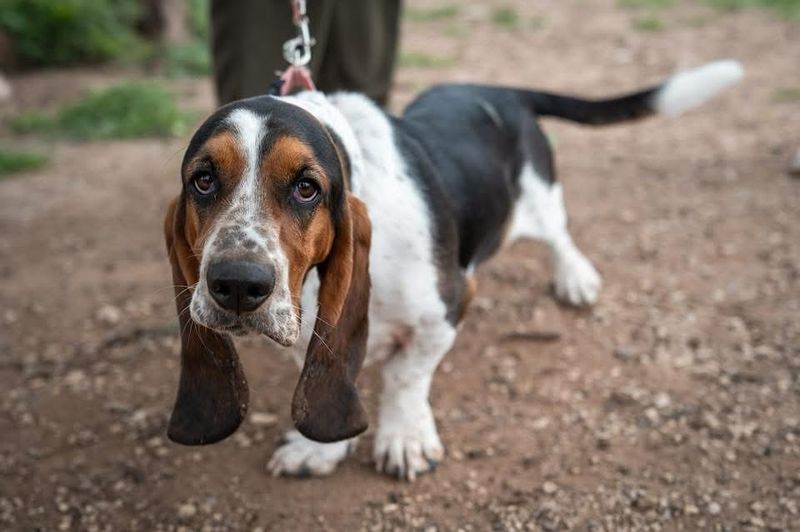 Basset Hound