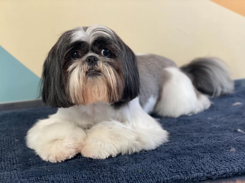 Shih Tzu