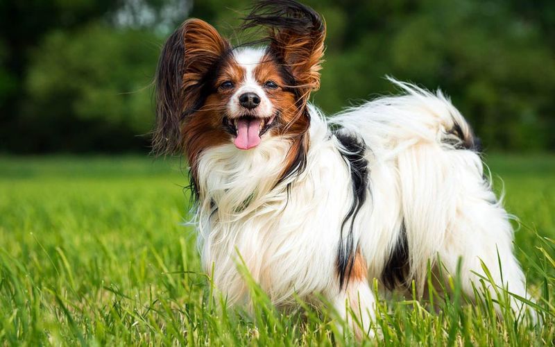 Papillon