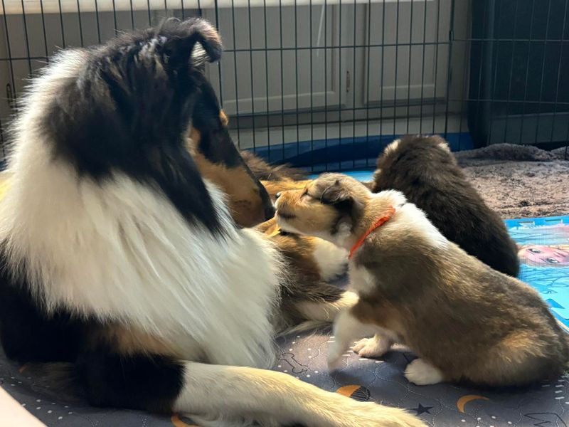 Collie