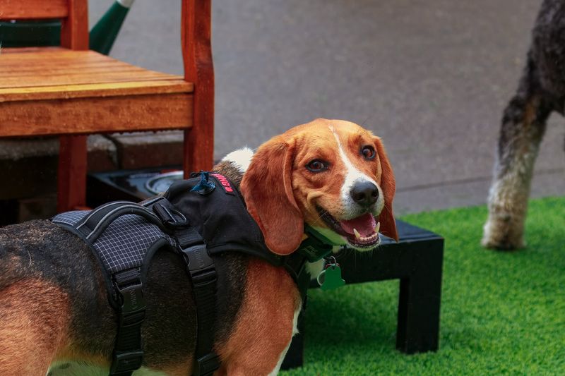Beagle