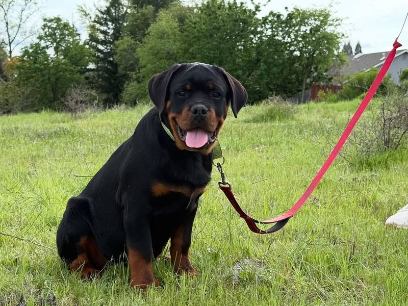 Rottweiler