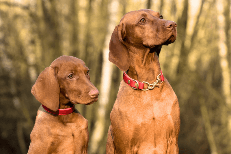 Vizsla: Energetic Partners