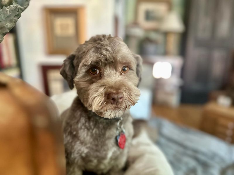 Schnoodle