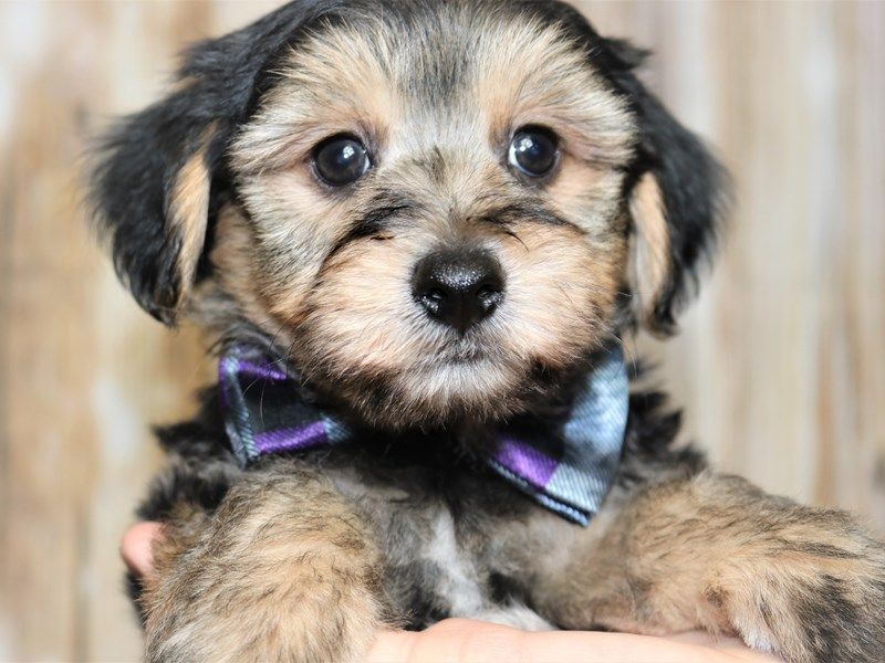 Yorkie Chon