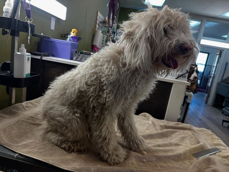 Komondor