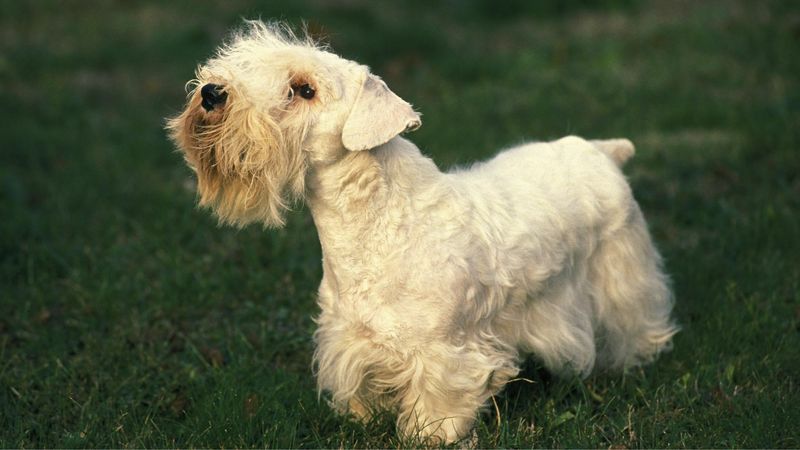 Sealyham Terrier