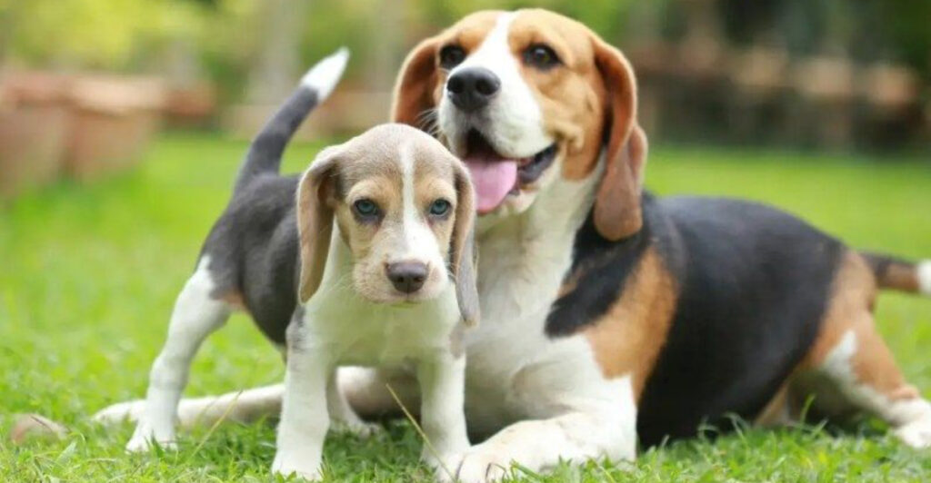 Puppy vs. Adult: How These 9 Facts Reveal Behavioral Differences