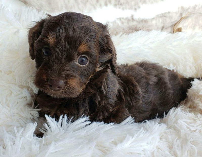 Doxiepoo