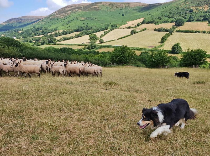 Welsh Sheepdog