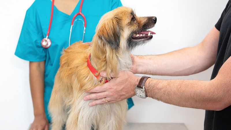 Regular Vet Visits