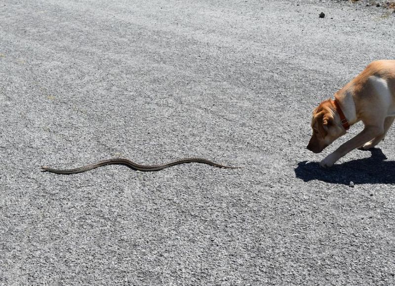 Snakes