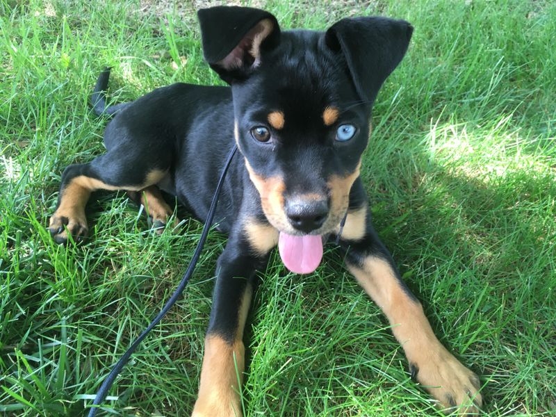 Rottweiler Husky Mix