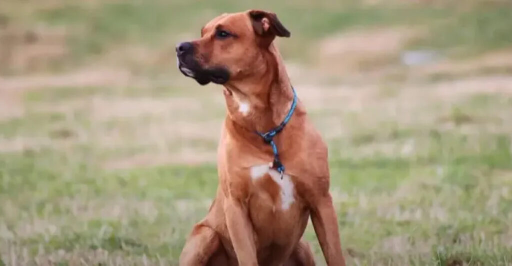 Rare Rottweiler Mix Breeds: Top 7 You Should Know About - Epic dogs tales