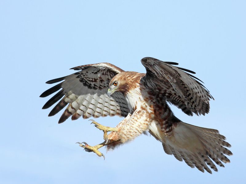 Hawks