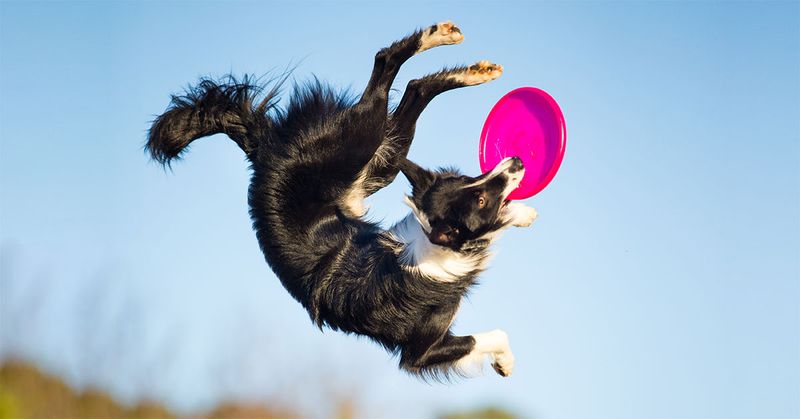 Playtime Enthusiasm