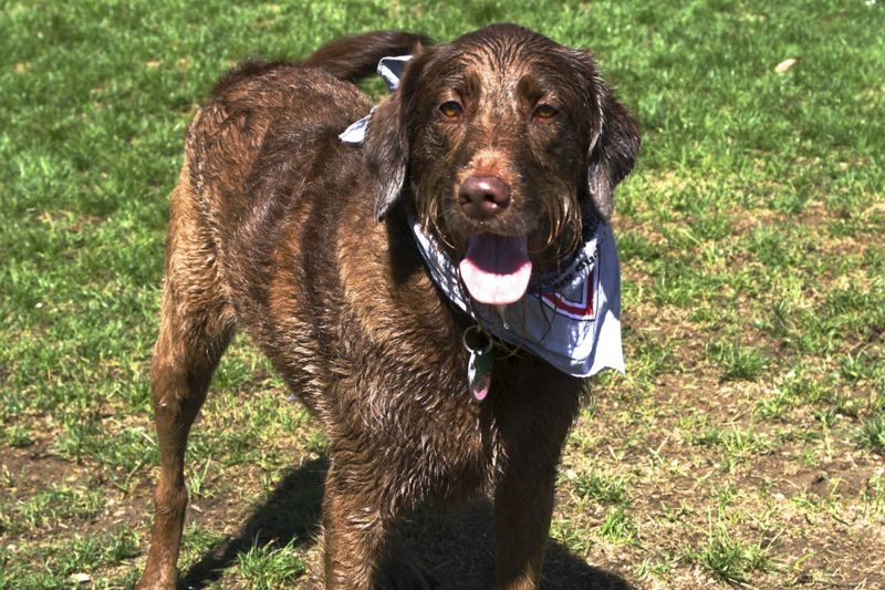 Preparing a Lost Pet Action Plan