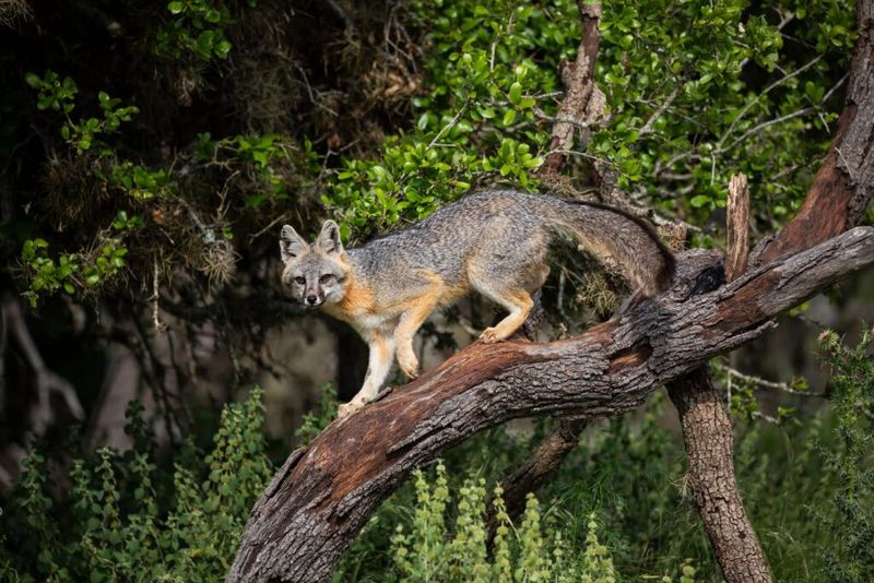 Gray Fox