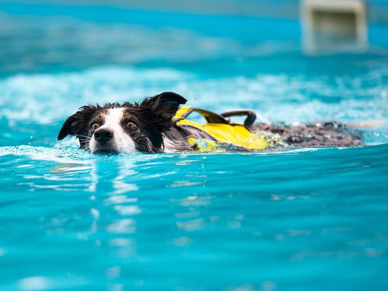 Pet Life Jacket