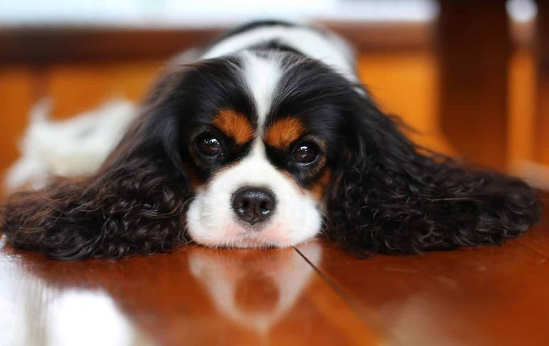 Low Maintenance Grooming