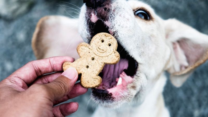 Regret: Forgetting Favorite Treats