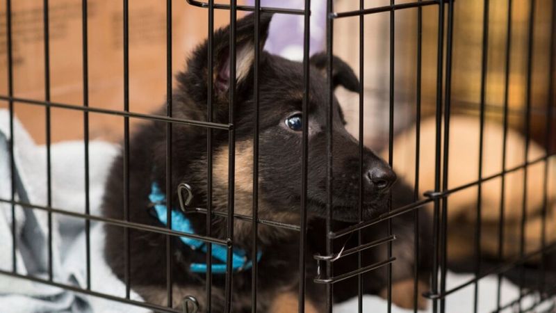 Calming Crate Training